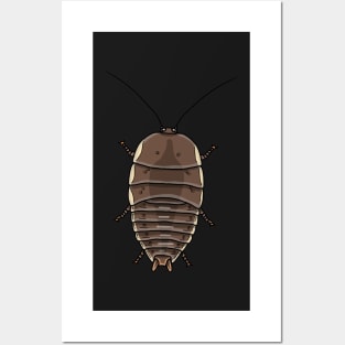 Botany Bay Cockroach (Polyzosteria limbata) Posters and Art